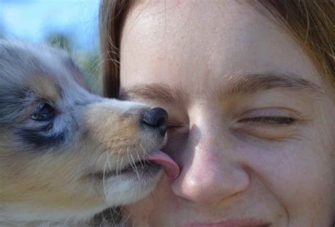 Origines et significations du comportement du chien qui lèche