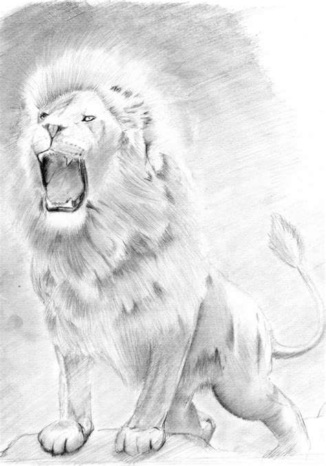 Aslan Drawing at PaintingValley.com | Explore collection of Aslan Drawing