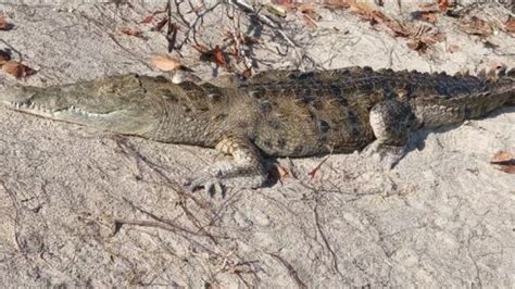 American crocodile found on Florida beach in rare sighting | wtsp.com