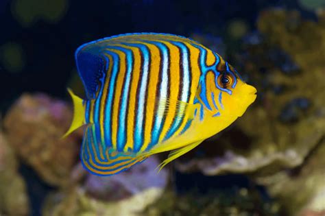 Peaceful Popular Saltwater Aquarium Fish - SeaFish