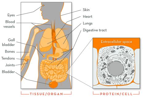 Marfan Syndrome Lungs