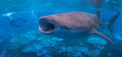 Whale Shark Maldives - Maldives Whale Shark Holidays