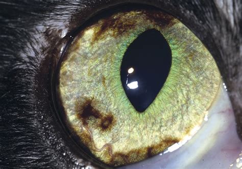 Clinical Approaches to Common Ocular Tumors - Today's Veterinary Practice