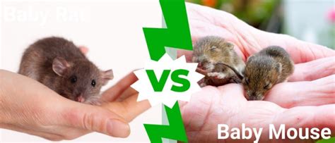 Baby Mouse vs Baby Rat: What’s the Difference? - IMP WORLD