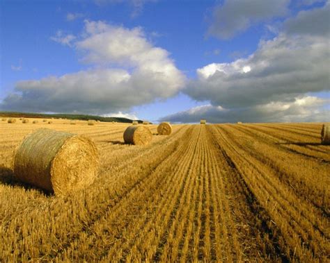 Hay Field Wallpapers - Top Free Hay Field Backgrounds - WallpaperAccess