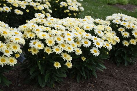 Ultimate Shasta Daisy Growing & Care Guide | Proven Winners