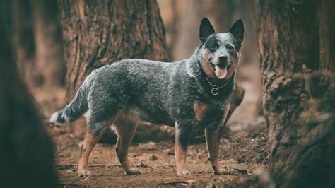 Female Blue Heeler Names: Top 50 Options for Your New Pup