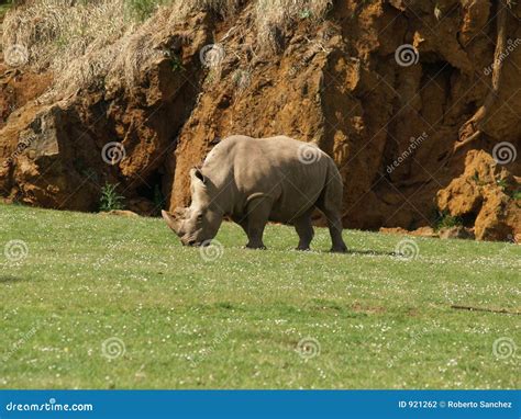 Rhino Eating Stock Photography - Image: 921262