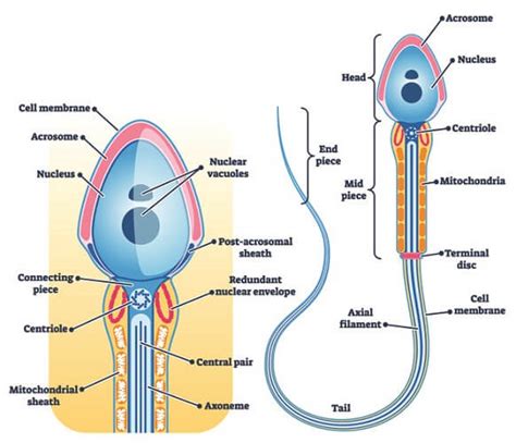 Sperm Cell - The Definitive Guide | Biology Dictionary