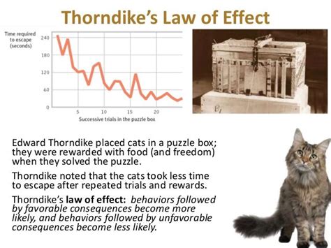 Thorndike Experiment On Cat