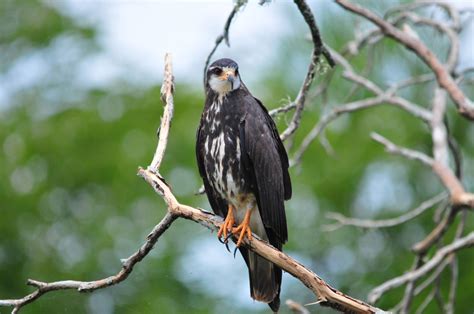 Bird watching in the Everglades - Captain Mitch's * Everglades Airboat rides