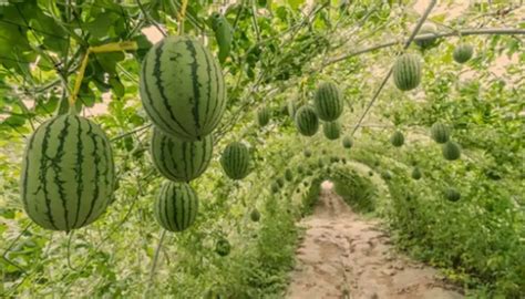 Where Does Watermelon Grow Best? Nature's Sweet Spot