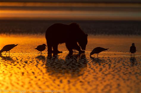 Brown Bear Sunrise | Photos by Ron Niebrugge