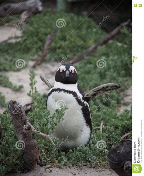 Bird penguin stock image. Image of bird, white, penguin - 78675973