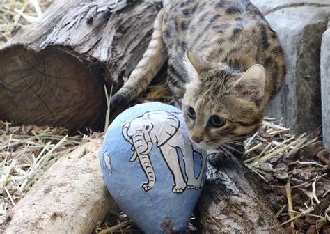 World's most dangerous cat looks like an adorable tabby but is a 'killing machine' - Daily Star