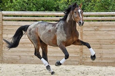 How Fast Can a Horse Run? Speed of Different Breeds of Horses