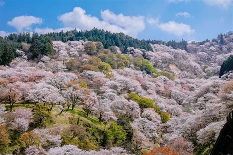 Visit The Best Cherry Blossom Spot in Japan! (Mt. Yoshino & Nara Park Itinerary) • Our Awesome ...