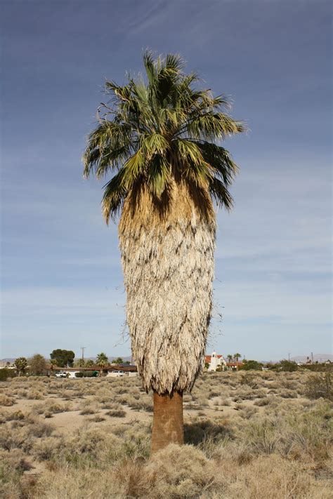 Tree of the Week: Washingtonia filifera, California Fan Palm | Bear Essential News