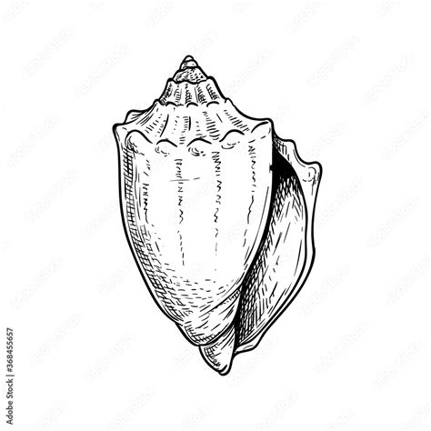 Conus sea shell. Hand drawn sketch style vector drawing. Isolated on ...