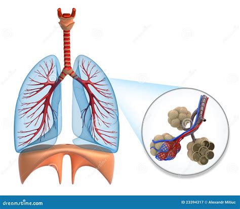 Alveoli Vector Illustration | CartoonDealer.com #80742018