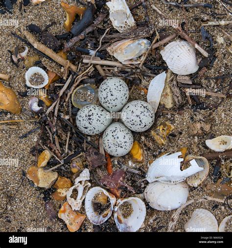 Little Ringed Plover Eggs on a Beach Stock Photo - Alamy