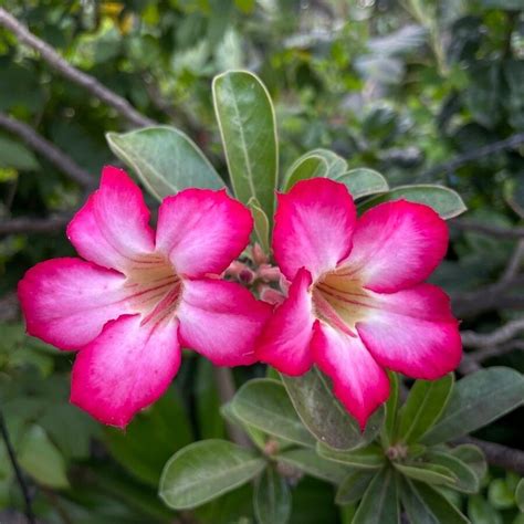 Adenium Obesum - Golden Nails Landscape