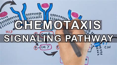 Chemotaxis | Signaling Pathway in Bacteria - YouTube