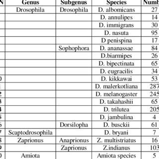 List of species of Family Drosophilidae and their numbers | Download Scientific Diagram