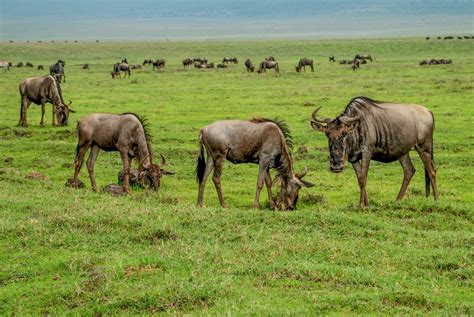 Le cratère du Ngorongoro, le miracle de la nature