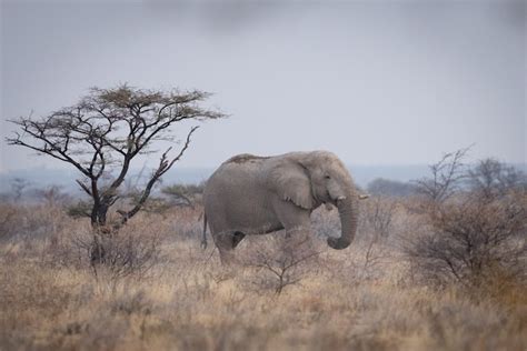 Namibia Wildlife Photo Gallery - Apex Expeditions