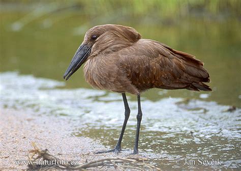 Hammerkop Photos, Hammerkop Images, Nature Wildlife Pictures | NaturePhoto