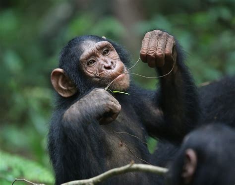 What do chimpanzees eat? : Jane Goodall