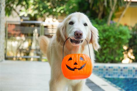 3 Easy Halloween Treats You Can Make For Your Dog | PawTracks