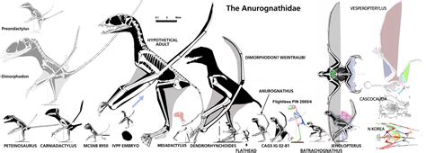 The Anurognathidae to scale