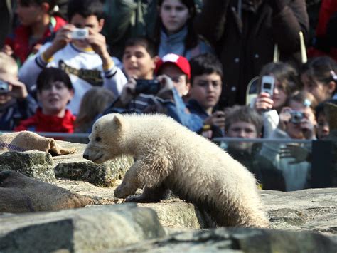 To save or kill a baby polar bear : NPR Public Editor : NPR