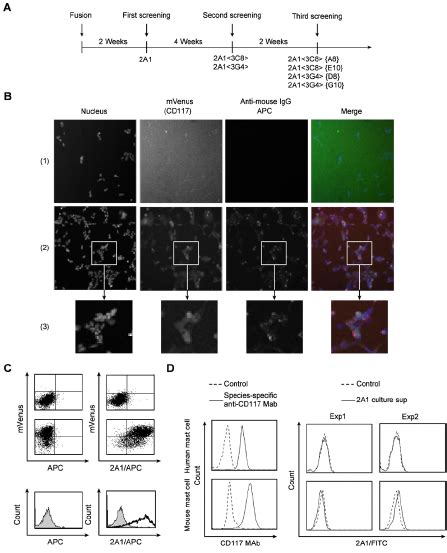 CD117-specific monoclonal antibody 2A1 specifically stains swine CD117.... | Download Scientific ...