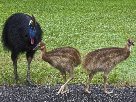 Baby Cassowaries: All You Need To Know (with Pictures) | Birdfact