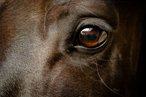 Caring For A Horse's Eyes - LV Performance