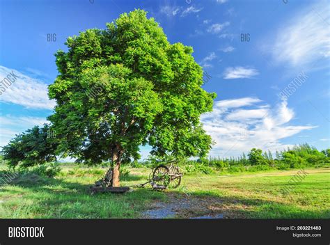 Big Tree Countryside. Image & Photo (Free Trial) | Bigstock