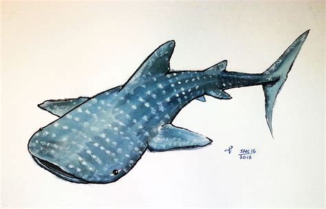 SleepyIllustrator | Shark art, Shark painting, Whale shark tattoo