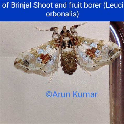 Life cycle (Bionomics) of Brinjal Shoot and fruit borer (Leucinodes... | Download Scientific Diagram