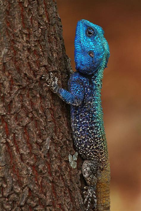 Colourful lizard | Colorful lizards, Lizard, Reptiles and amphibians