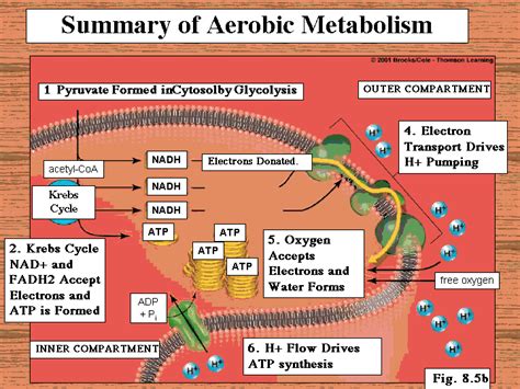 AEROBIC METABOLISM - I LOVE BIOCHEMISTRY