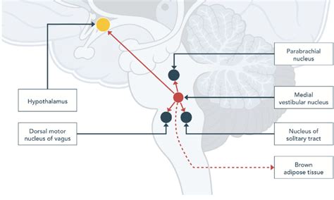 Cross-sectional diagram highlighting the location of the medial ...