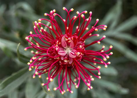 Download Plant Nature Red Flower Flower Grevillea HD Wallpaper by sandid