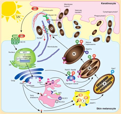 Genes, Skin Color and Vitamin D