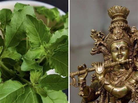 Janmashtami puja| Janmashtami 2020 Puja Vidhi, Muhurat and time: Know why Tulsi leaves must be ...