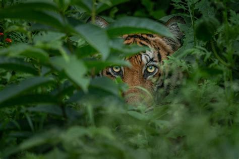 Tiger Eyes Image | National Geographic Your Shot Photo of the Day