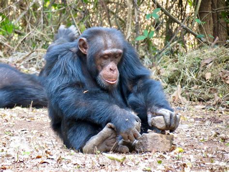 Cracking Chimpanzee Culture – More Similar to Human Culture Than Often ...