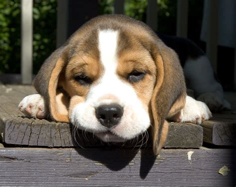 Download Sleeping Cute Puppy Dog Animal Beagle HD Wallpaper by Ian Main